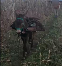 Трудолюбивые ослики помогали хозяину воровать железные колья в Анапе